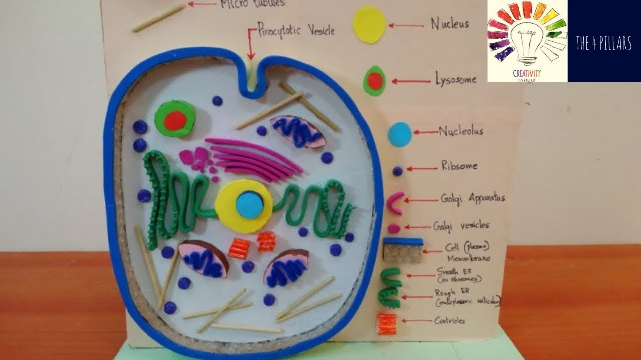 Animal Cell Model | Science 3D Project Model For Students | The4Pillars throughout 3D Er Diagram