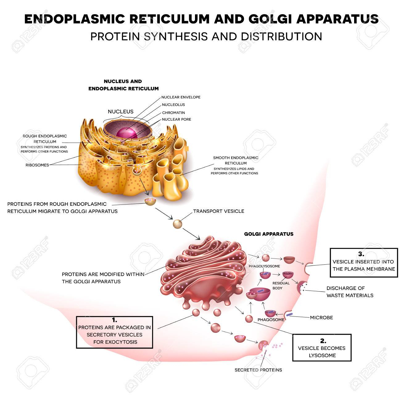 Endoplasmic Reticulum And Golgi Apparatus. Protein Synthesis.. throughout Endoplasmic Reticulum Drawing