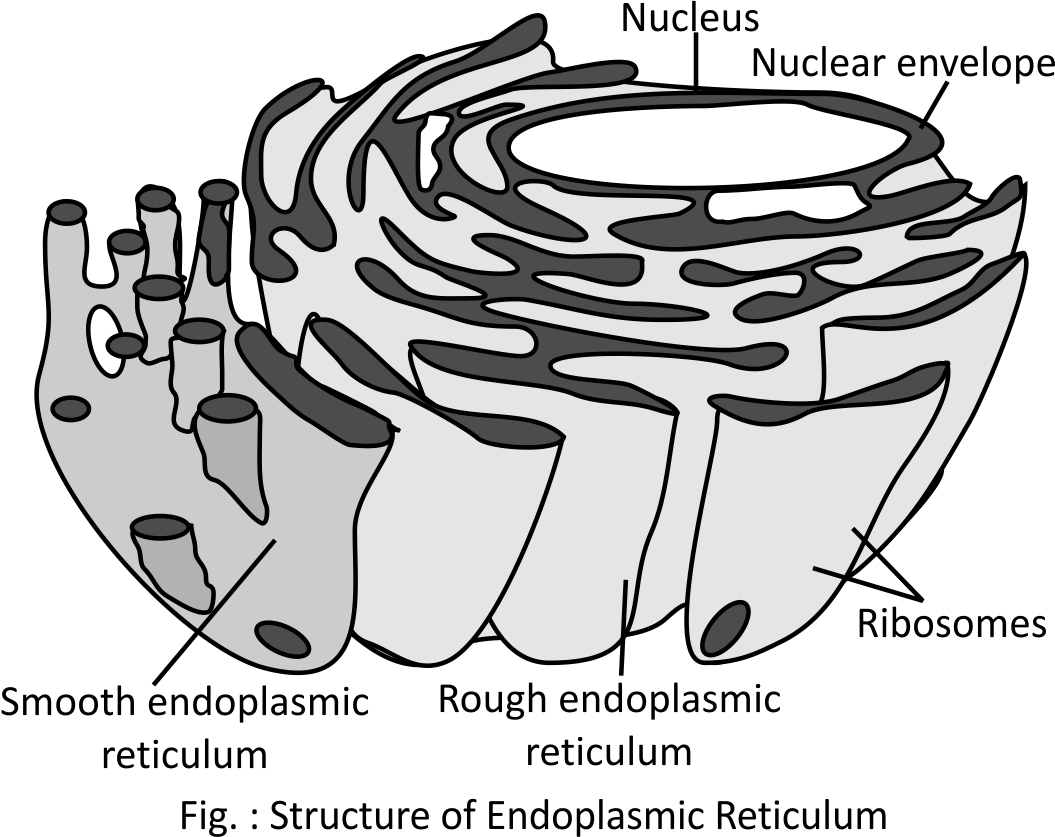 Endoplasmic Reticulum Co Translational Targeting In Protein in Endoplasmic Reticulum Drawing