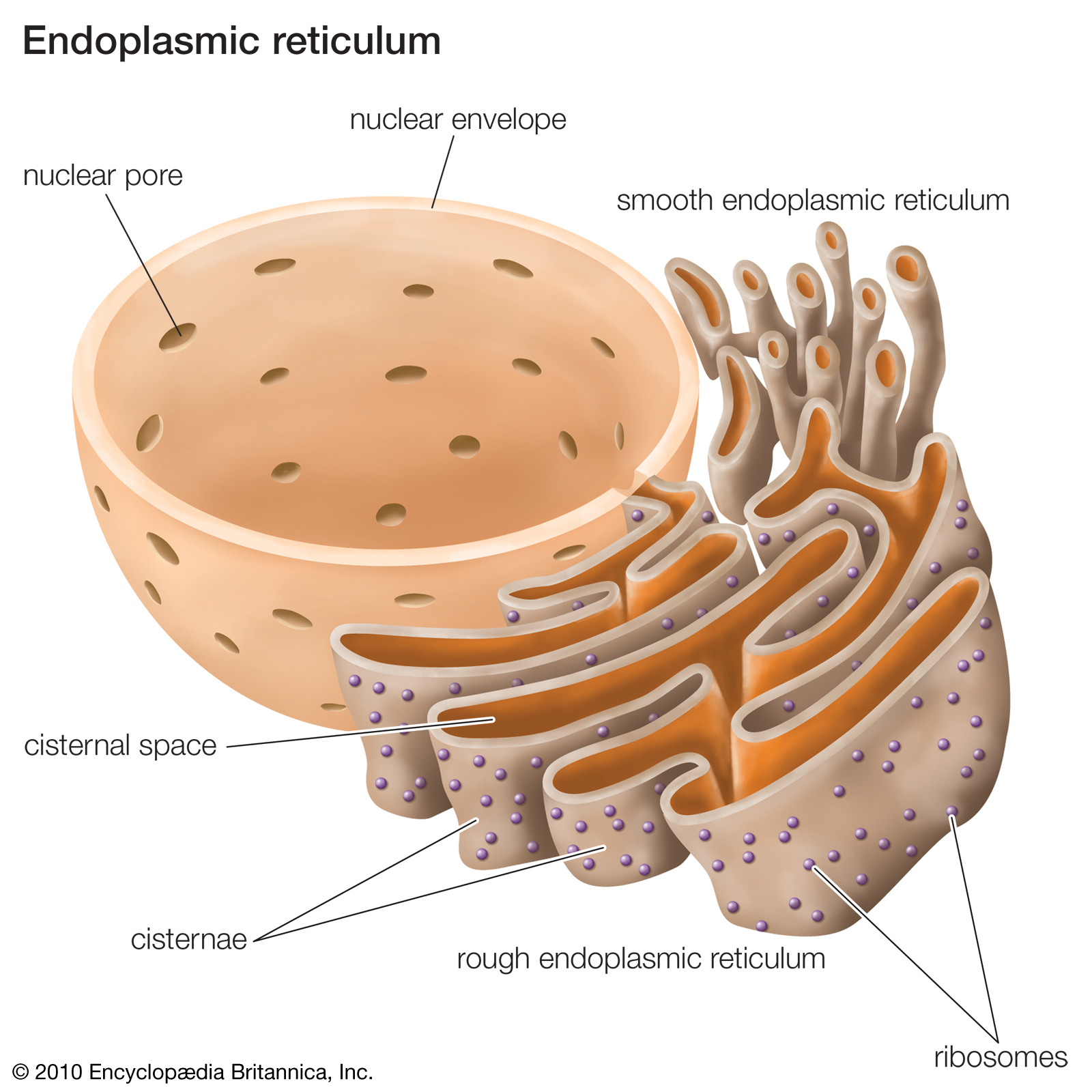 Endoplasmic Reticulum | Definition, Function, &amp;amp; Location with Endoplasmic Reticulum Drawing