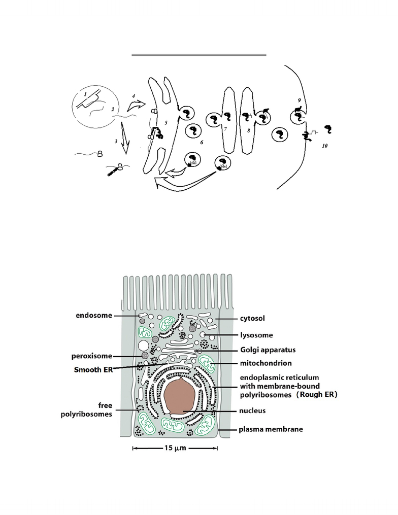 Endoplasmic Reticulum Drawing At Paintingvalley with regard to Endoplasmic Reticulum Drawing
