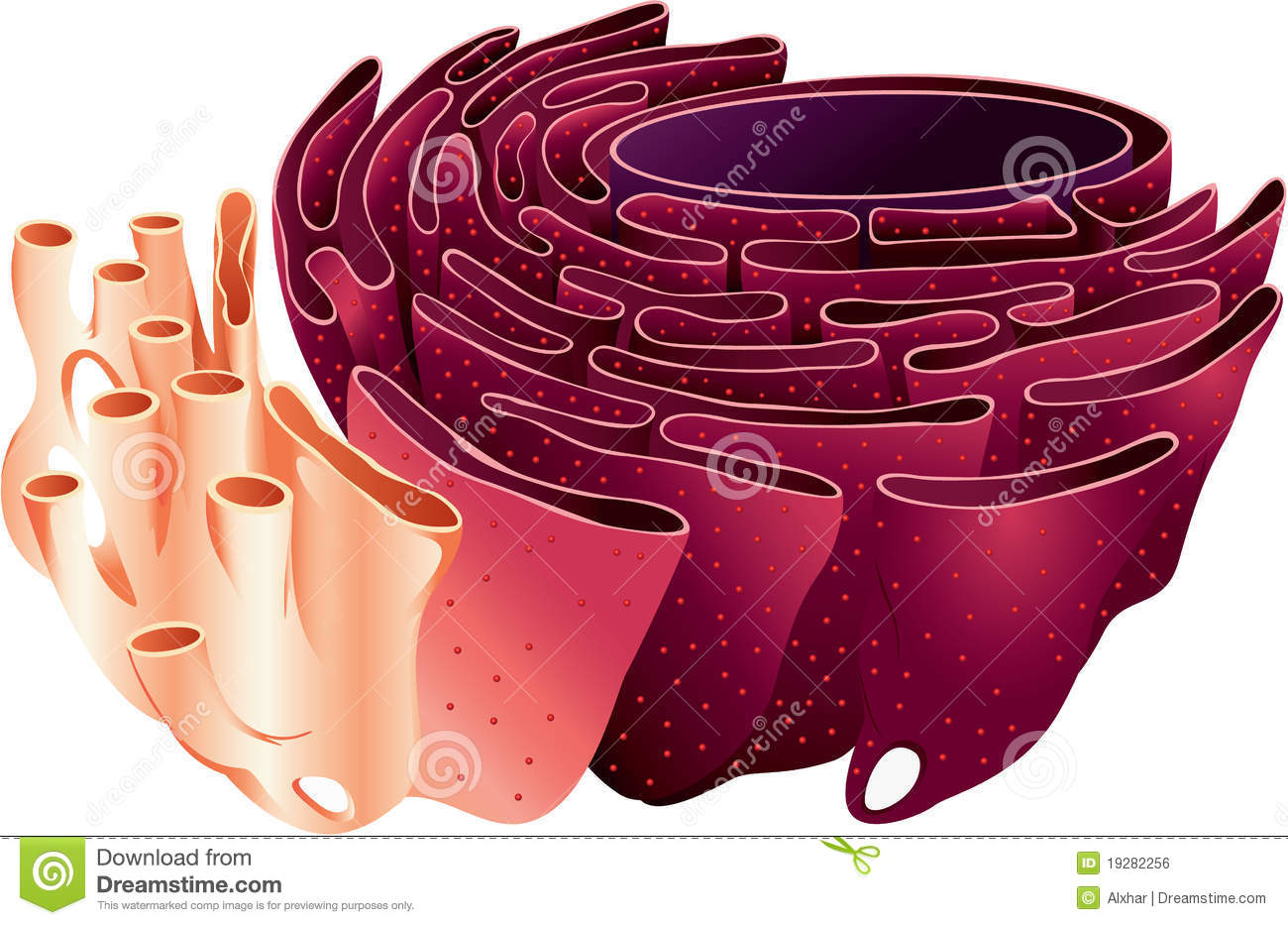 Endoplasmic Reticulum Stock Illustration. Illustration Of inside Endoplasmic Reticulum Drawing