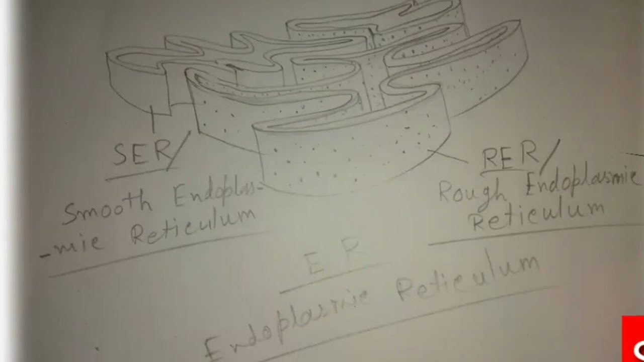 How To Draw Endoplasmic Reticulum. throughout Endoplasmic Reticulum Drawing