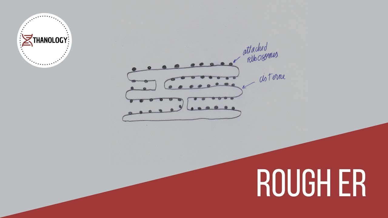 How To Draw Rough Endoplasmic Reticulum (Histology) inside Endoplasmic Reticulum Drawing