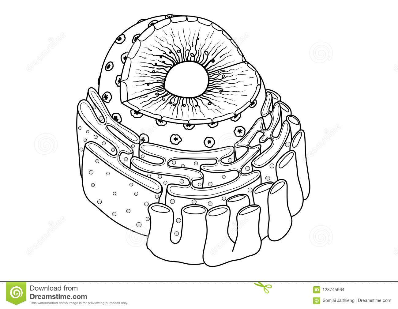 Line Art Of Educational Illustration Of Nucleus Consist Of within Endoplasmic Reticulum Drawing
