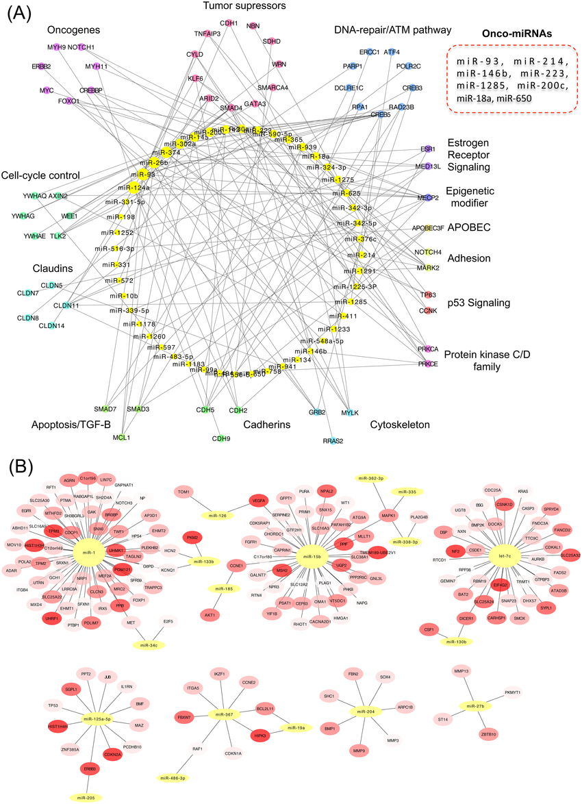 Networks Of Connectivity Between Mirna And Mrna. (A for Er Diagram Connectivity