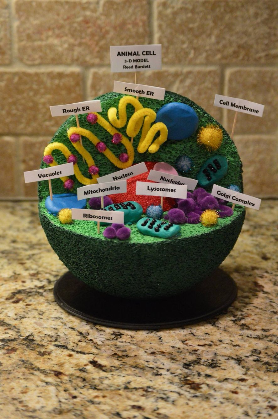 Reed&amp;#039;s 7Th Grade Advanced Science Animal Cell Project 3D inside 3D Er Diagram