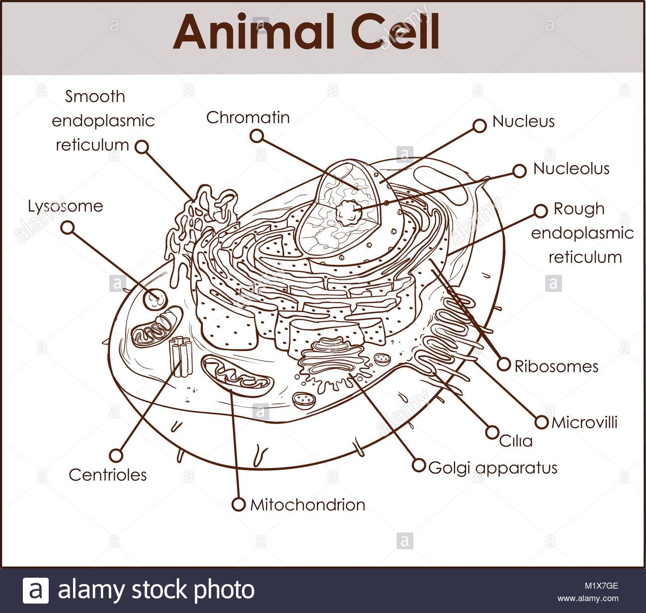 Rough Endoplasmic Reticulum Stock Photos &amp;amp; Rough Endoplasmic in Endoplasmic Reticulum Drawing