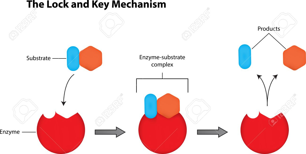 The Lock And Key Mechanism Labeled Diagram within Key Diagram