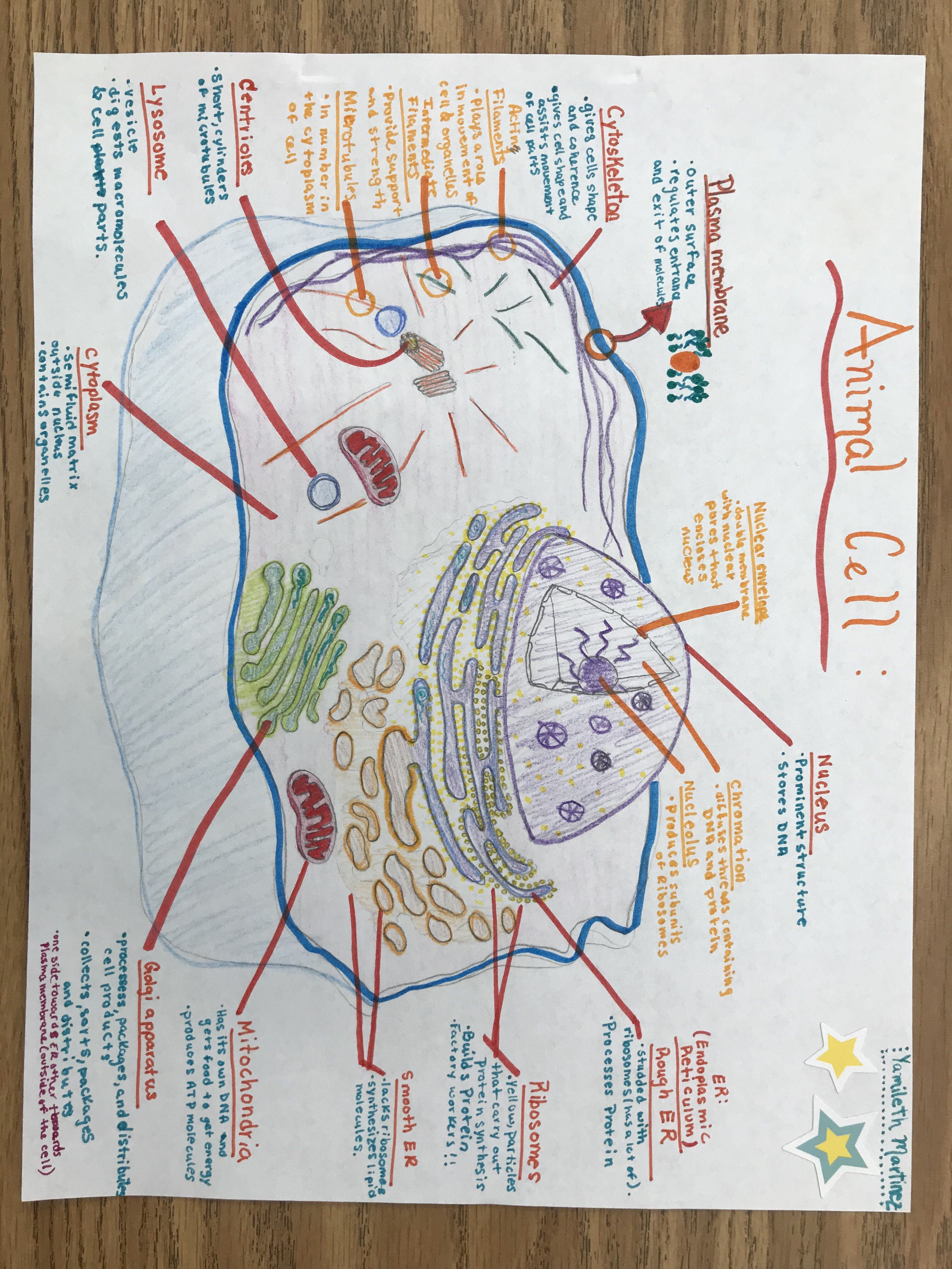 This Animal Cell Includes: #nucleus #rough Endoplasmic with regard to Endoplasmic Reticulum Drawing