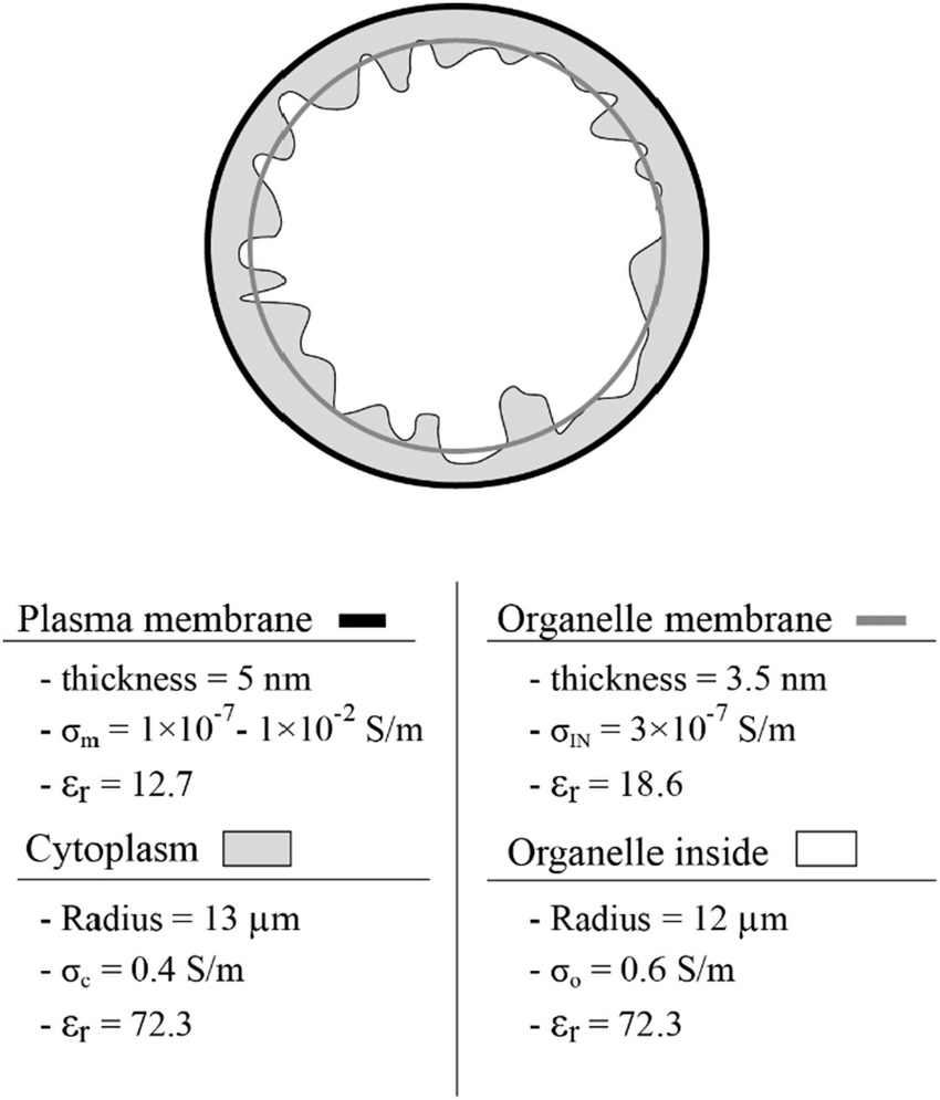 Details In The Double Shell Model Used In The Simulations pertaining to Er Diagram Double Circle