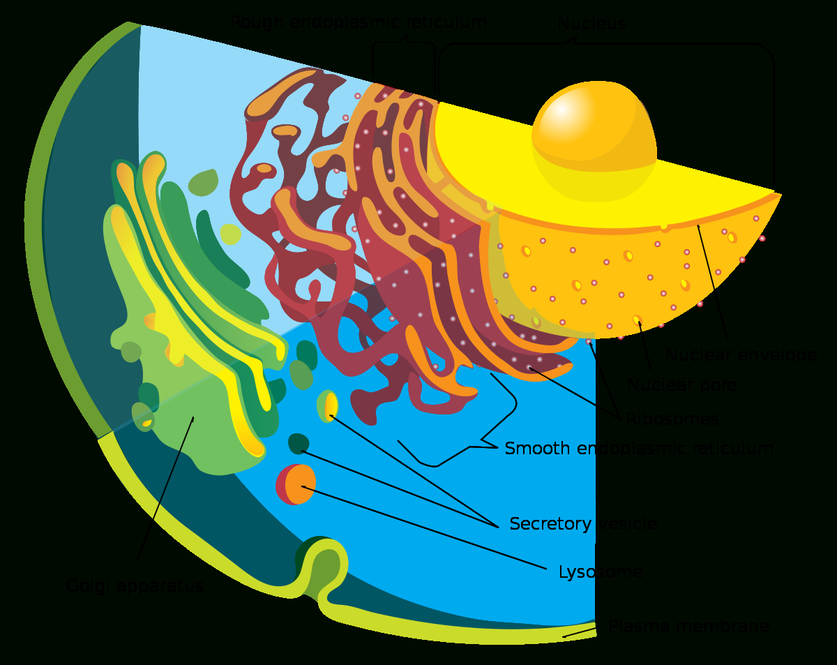 Endomembrane System - Wikipedia throughout Er Diagram Là Gì