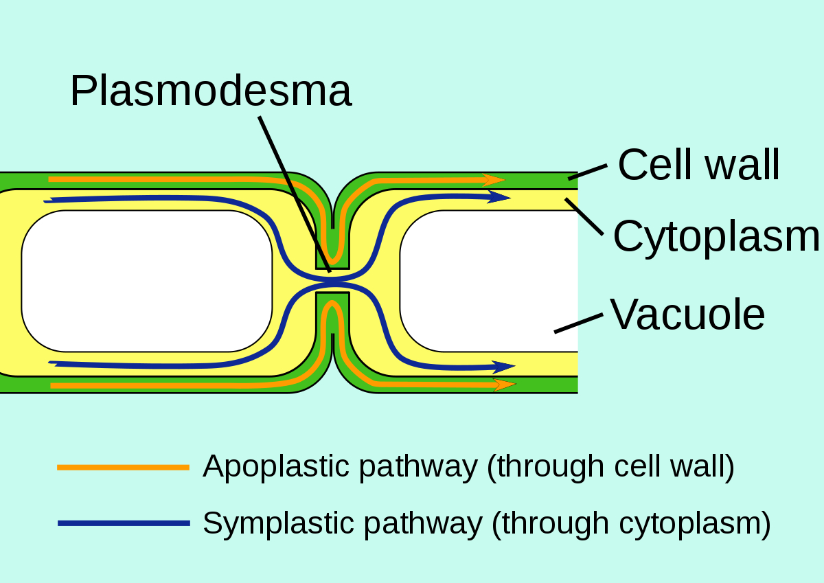 Plasmodesma - Wikipedia intended for Er Diagram Là Gì