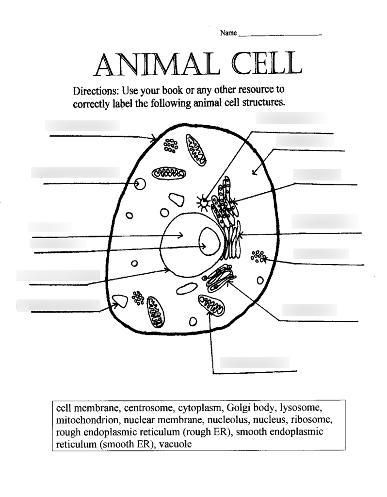 Cells And Organelles Diagram | Quizlet with regard to Er Diagram Quizlet