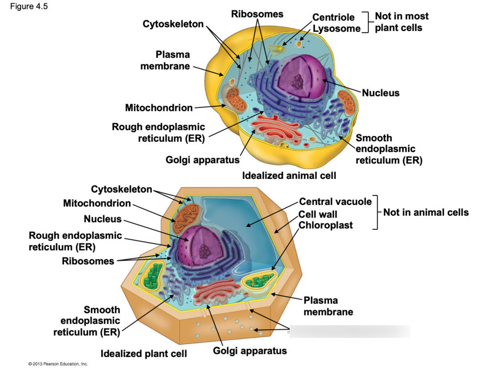 Exam 1 Diagram | Quizlet in Er Diagram Quizlet